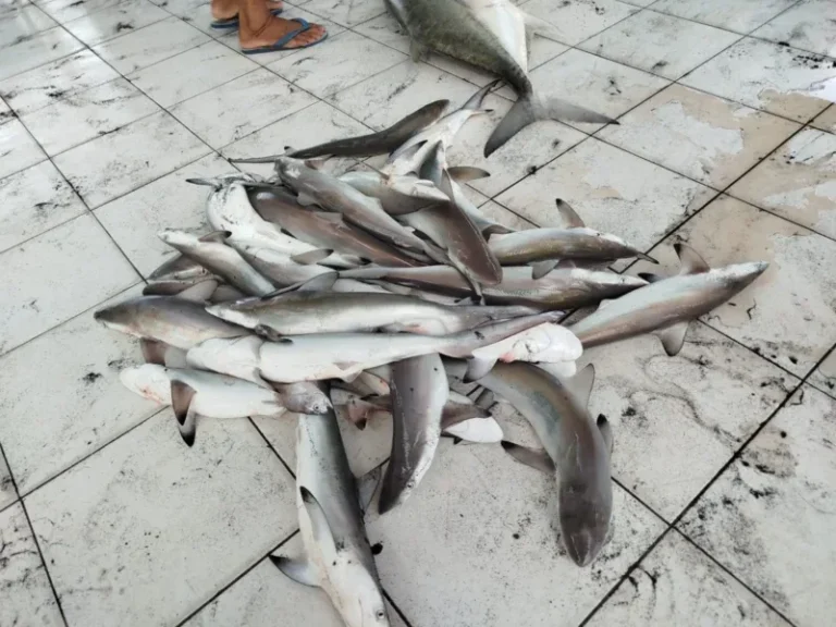 Pelelangan Anak Ikan Hiu di Pantai Depok Jadi Sorotan, Nelayan Klaim Tangkapan Sampingan