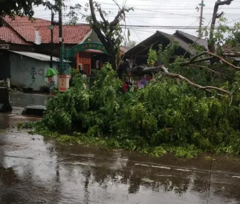 Hujan Deras, Pohon Tumbang Tutup Jalur Pantura Kendal di Soekarno Hatta