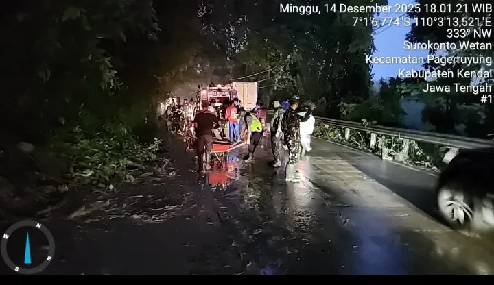 Hujan Deras Picu Pohon Jati Raksasa Tumbang, Jalur Pageruyung–Weleri Terdampak!