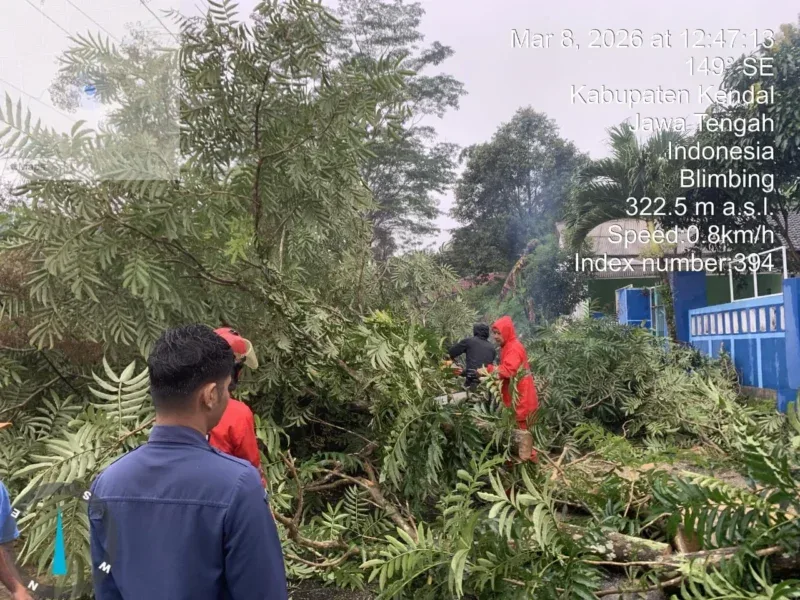 Petugas BPBD Kabupaten Kendal bersama relawan dan warga mengevakuasi pohon tumbang yang menutup akses jalan akibat angin kencang di sejumlah wilayah Kendal, Minggu (8/3/2026).