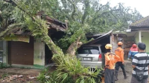 Petugas BPBD Kabupaten Kendal bersama relawan dan warga membersihkan batang pohon yang tumbang akibat angin kencang di salah satu wilayah Kabupaten Kendal, Minggu (8/3/2026). 