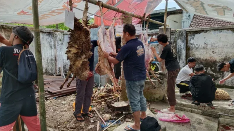 Foto : suasana penyembelihan hewan qurban bersama Lazismu Kota Magelang